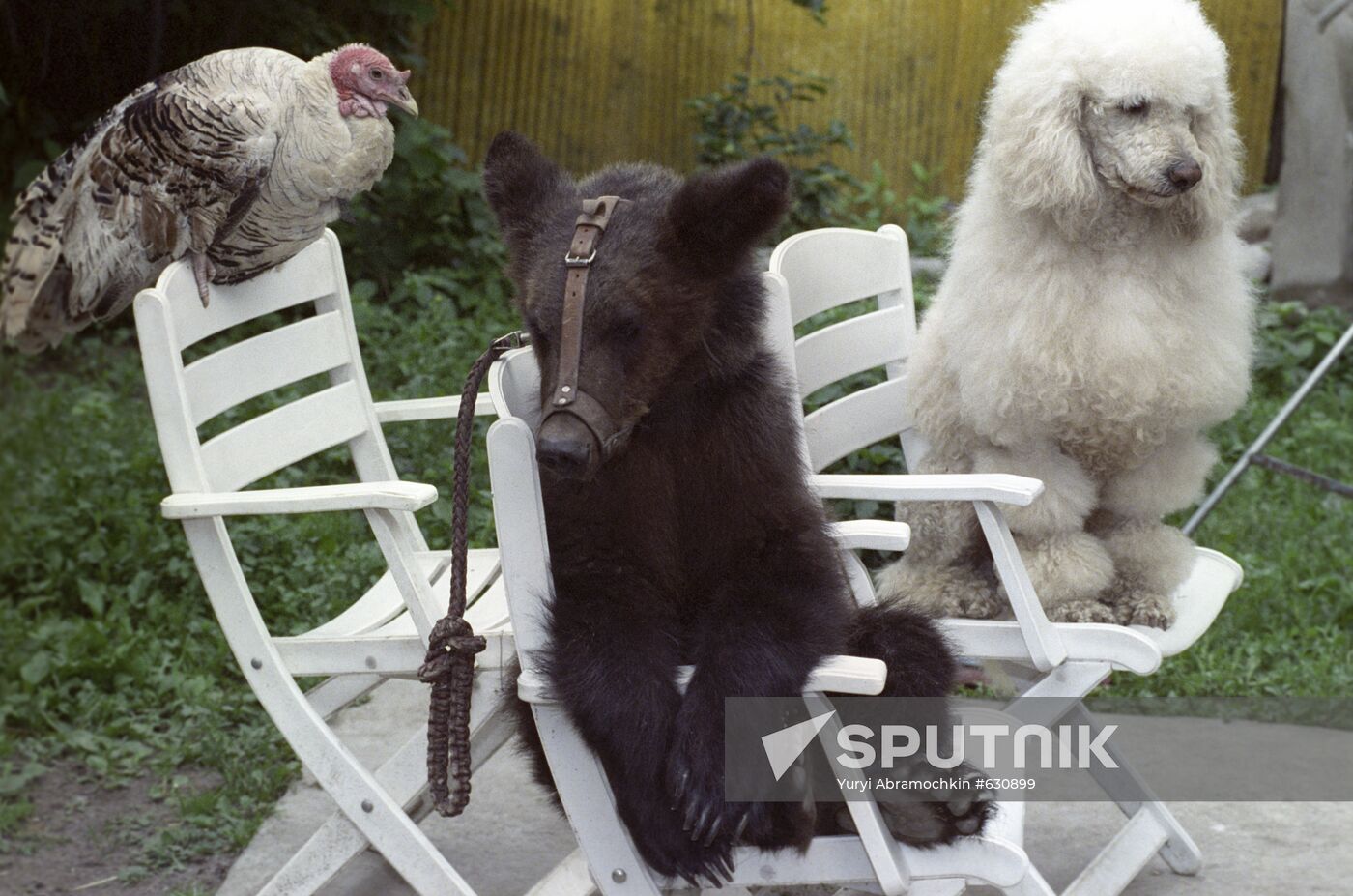 Artemon Animal and Bird Theater