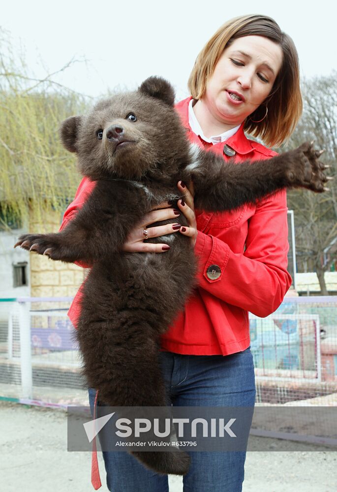 Bear cub at zoological corner of Victory Park