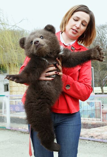 Bear cub at zoological corner of Victory Park