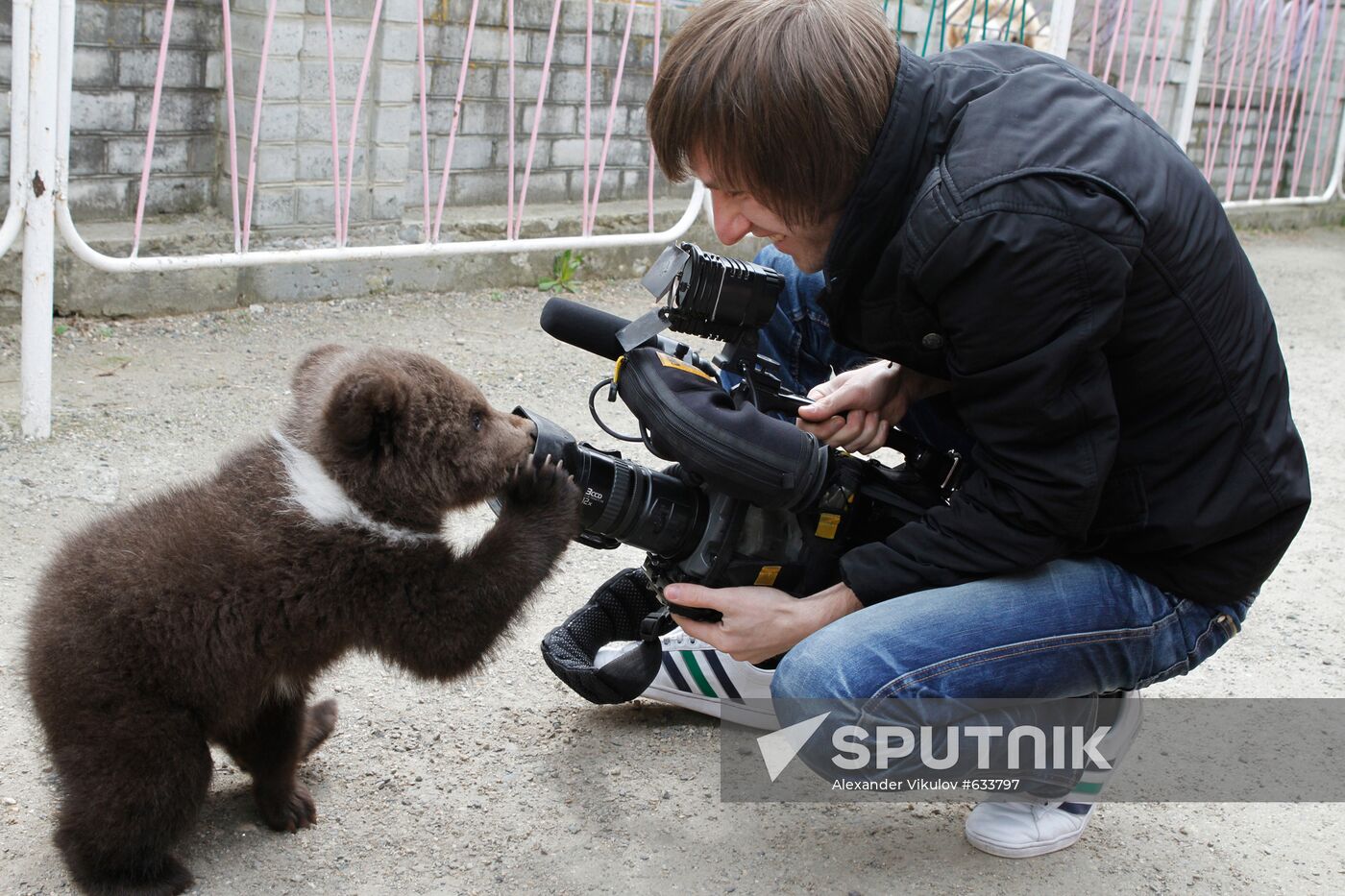 Bear cub at zoological corner of Victory Park
