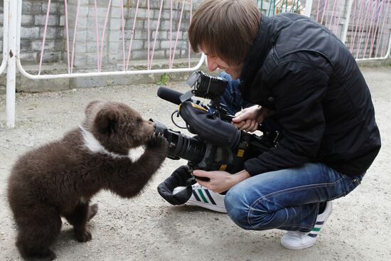 Bear cub at zoological corner of Victory Park