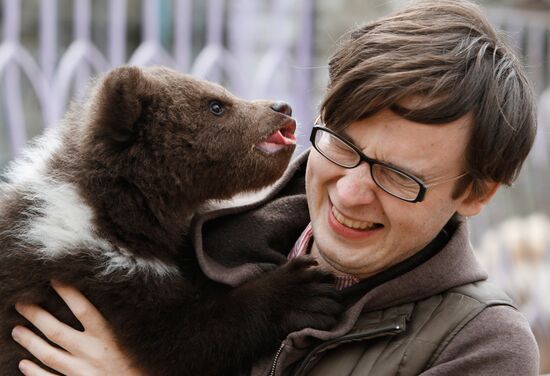 Bear cub at zoological corner of Victory Park