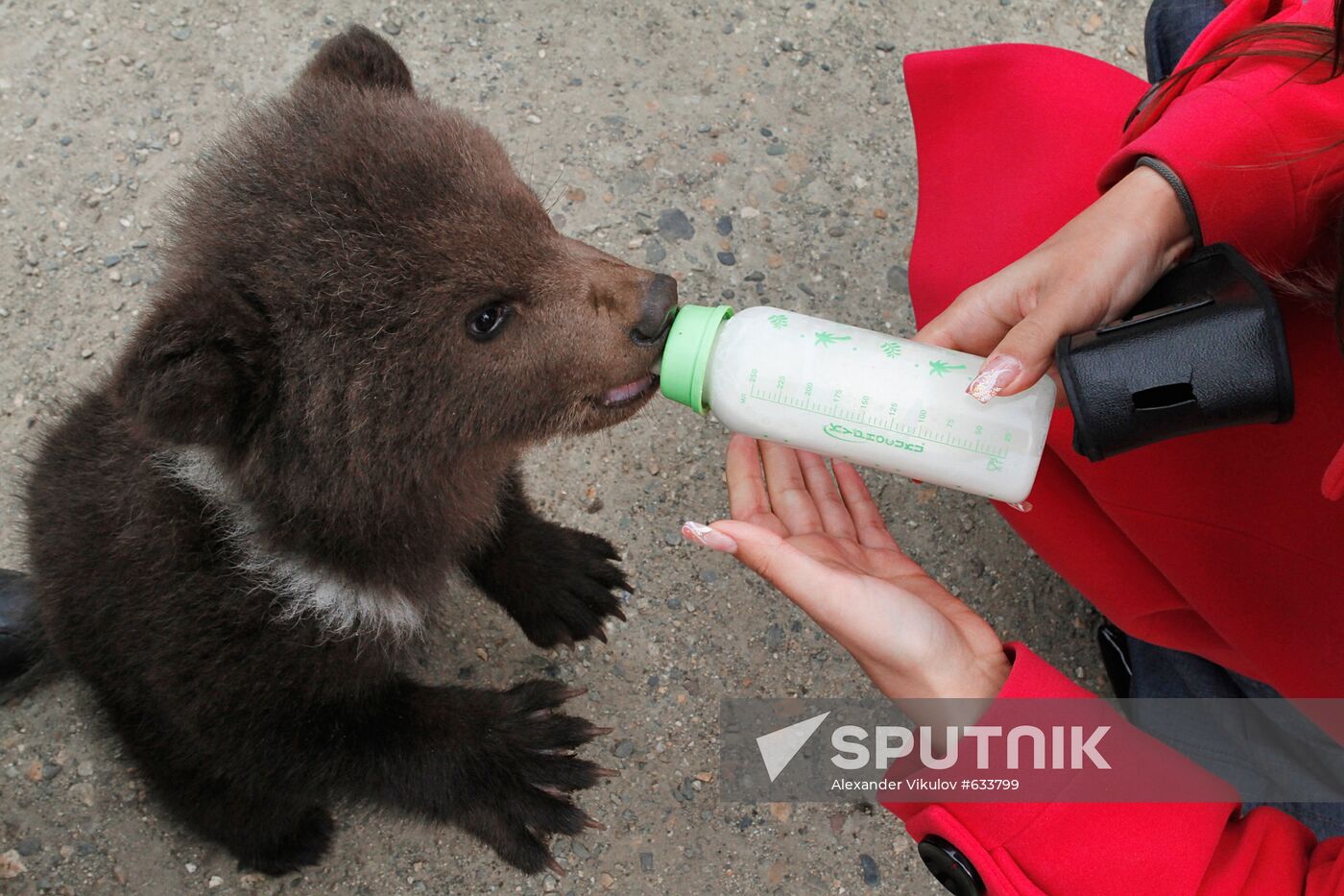 Bear cub at zoological corner of Victory Park