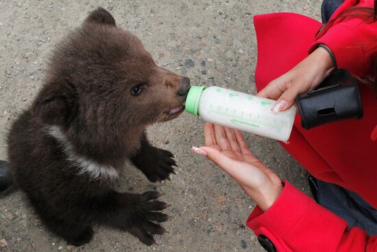 Bear cub at zoological corner of Victory Park