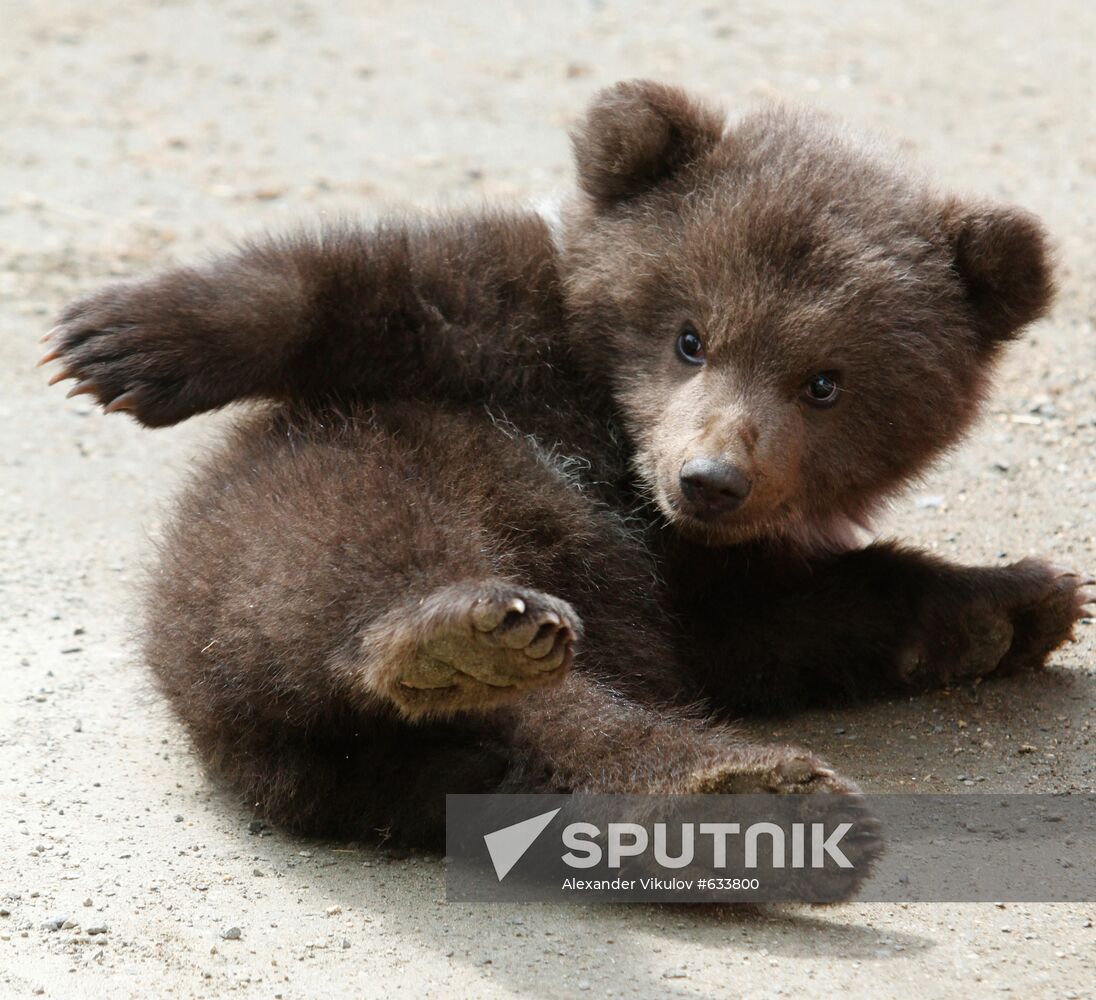 Bear cub at zoological corner of Victory Park