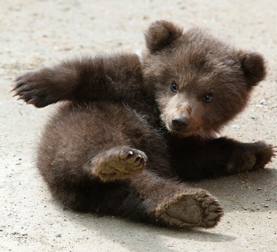 Bear cub at zoological corner of Victory Park