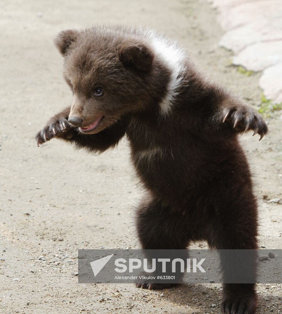 Bear cub at zoological corner of Victory Park