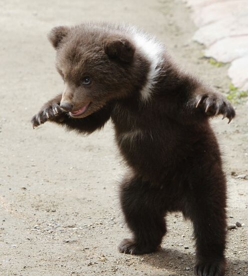Bear cub at zoological corner of Victory Park