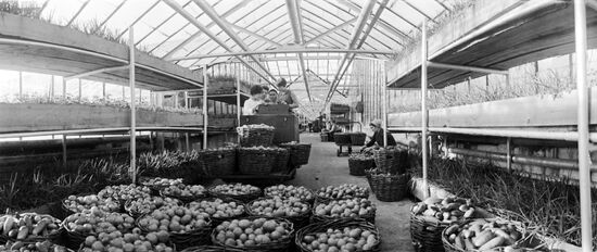 Hothouse of "Kirovets" state farm