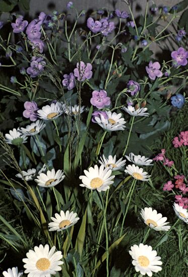 Composition "Summer"