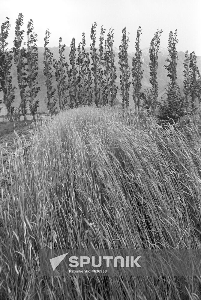 Rye
