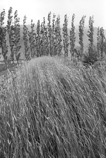 Rye