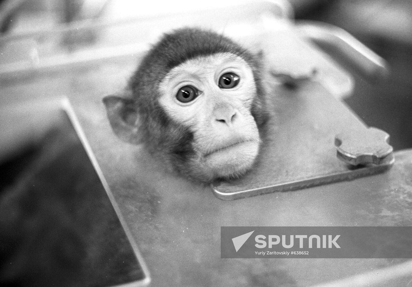 Preparation of monkeys for flight on satellite Bioton-11