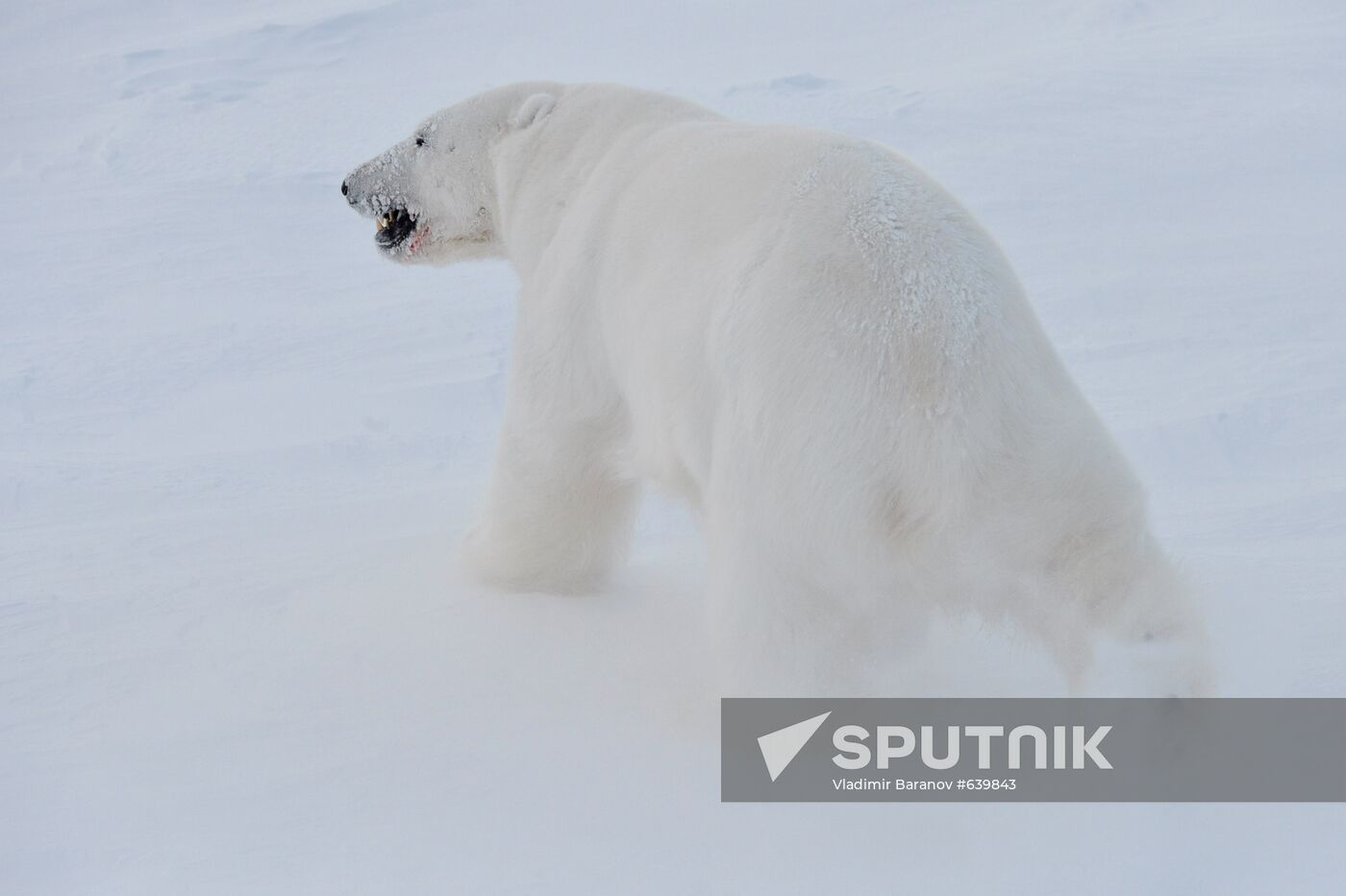 Polar bear at Franz Josef Land archipelago