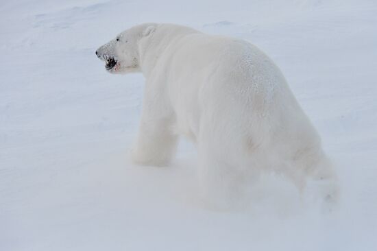 Polar bear at Franz Josef Land archipelago