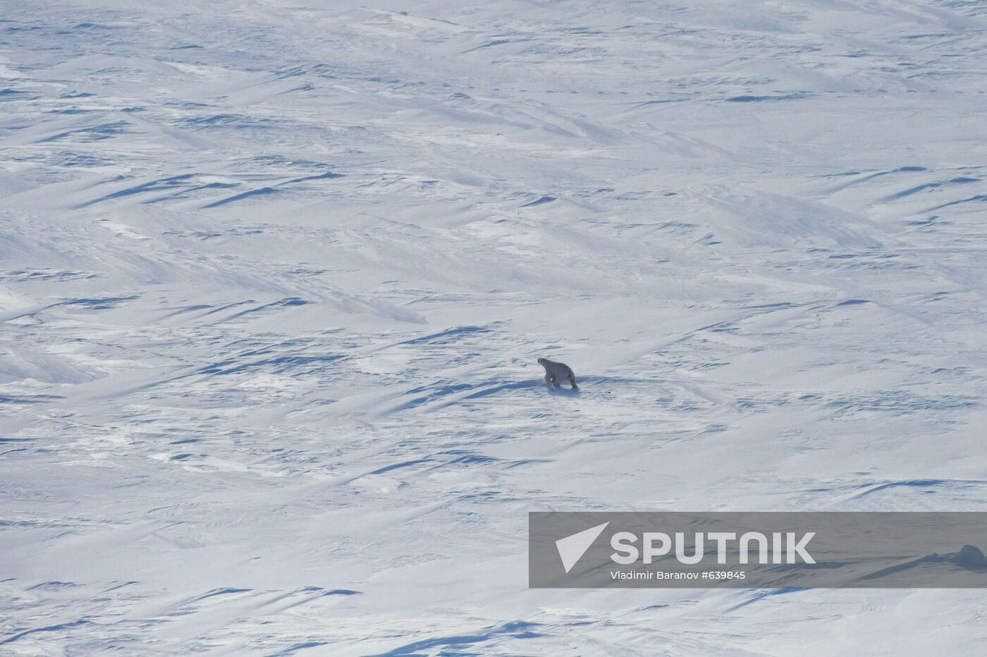 Polar bear at Franz Josef Land archipelago