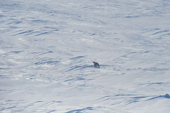 Polar bear at Franz Josef Land archipelago