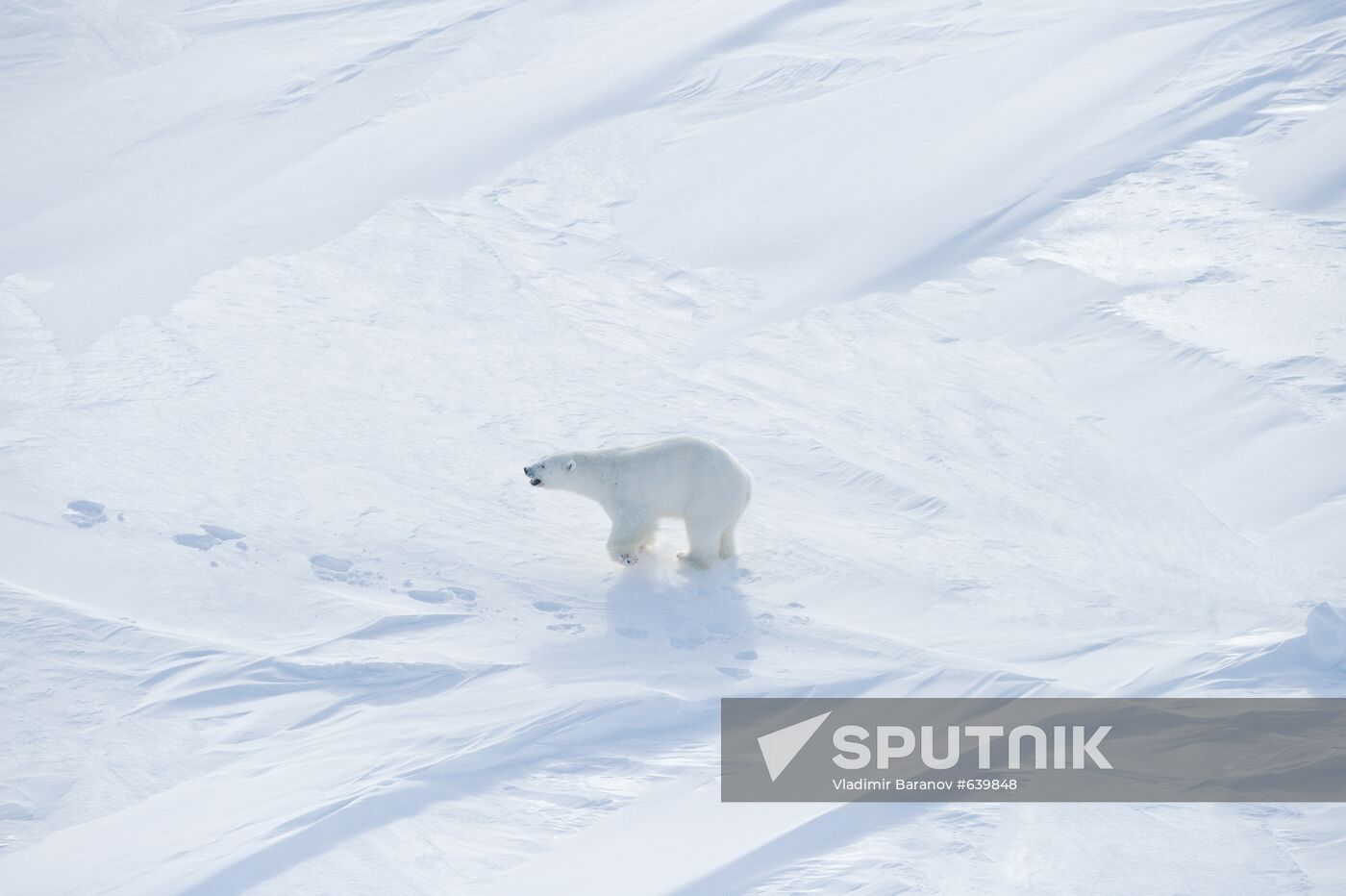 Polar bear at Franz Josef Land archipelago