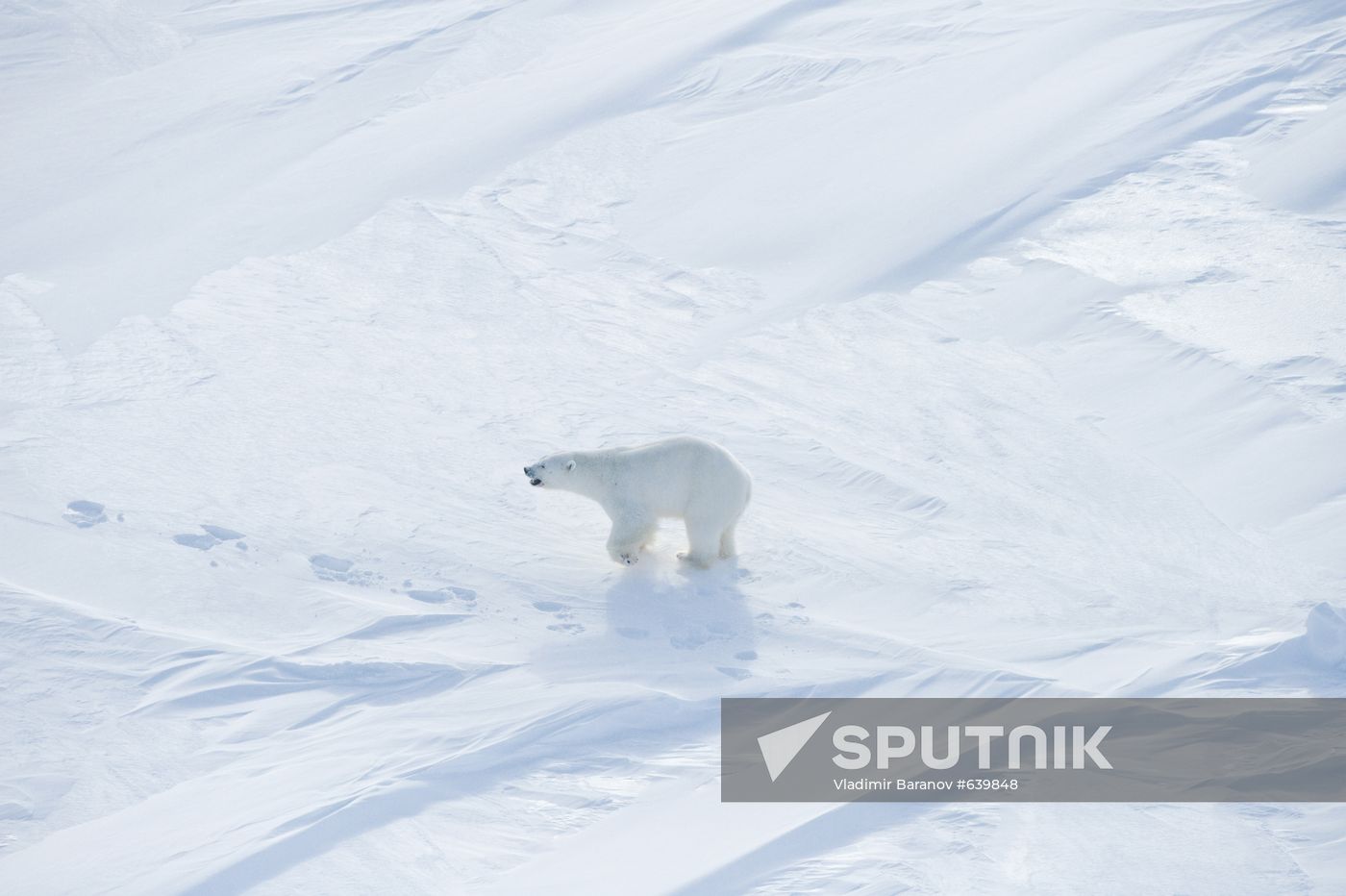 Polar bear at Franz Josef Land archipelago