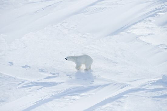 Polar bear at Franz Josef Land archipelago