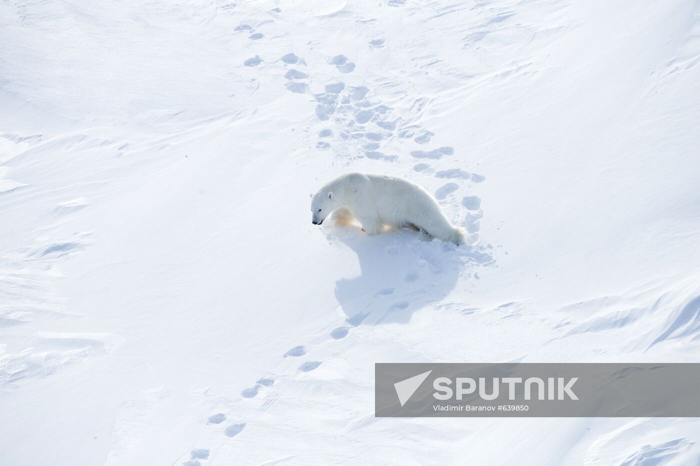 Polar bear at Franz Josef Land archipelago