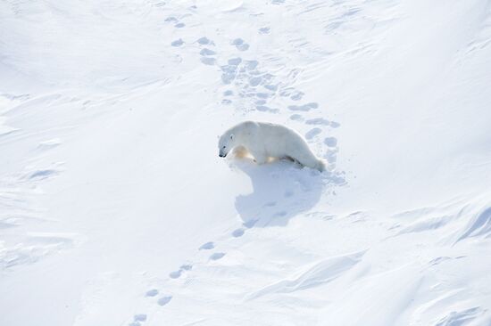 Polar bear at Franz Josef Land archipelago