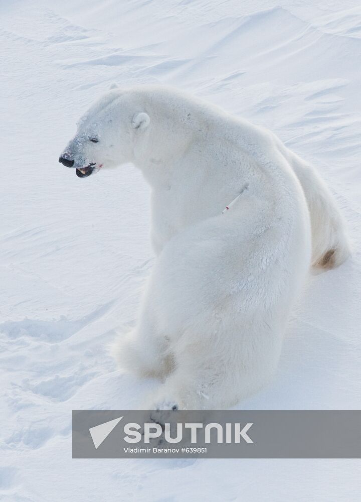 Polar bear at Franz Josef Land archipelago