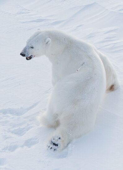 Polar bear at Franz Josef Land archipelago