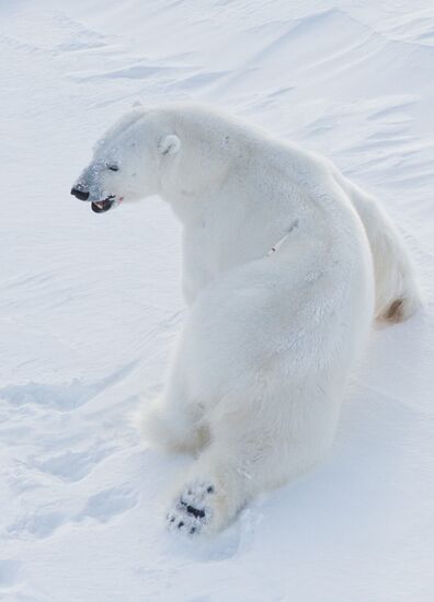 Polar bear at Franz Josef Land archipelago