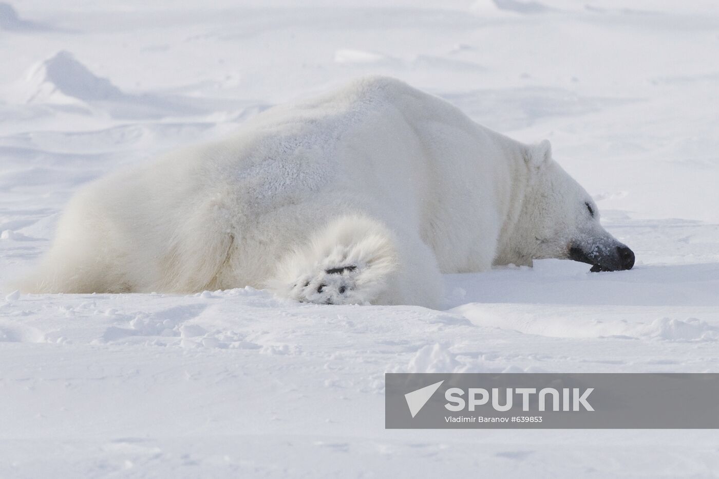 Polar bear at Franz Josef Land archipelago