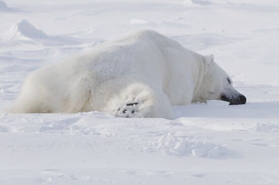 Polar bear at Franz Josef Land archipelago