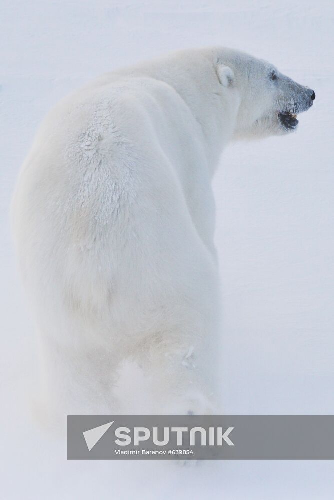 Polar bear at Franz Josef Land archipelago