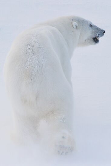Polar bear at Franz Josef Land archipelago