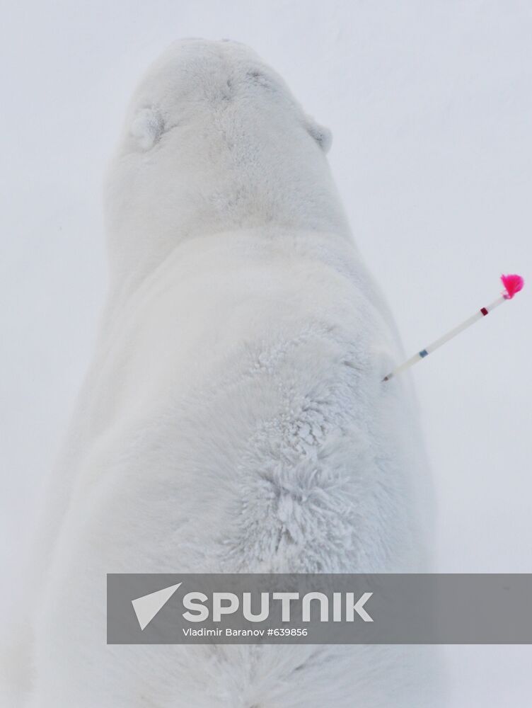 Polar bear at Franz Josef Land archipelago