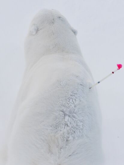 Polar bear at Franz Josef Land archipelago