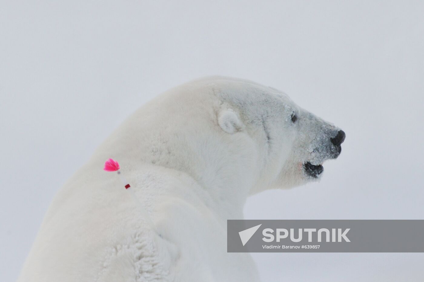 Polar bear at Franz Josef Land archipelago