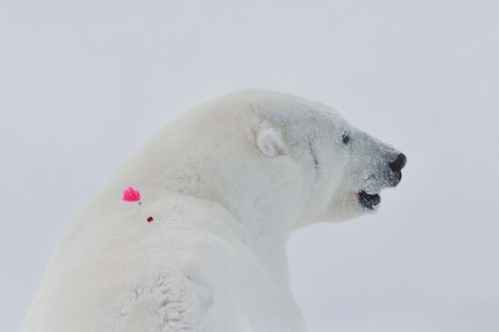 Polar bear at Franz Josef Land archipelago