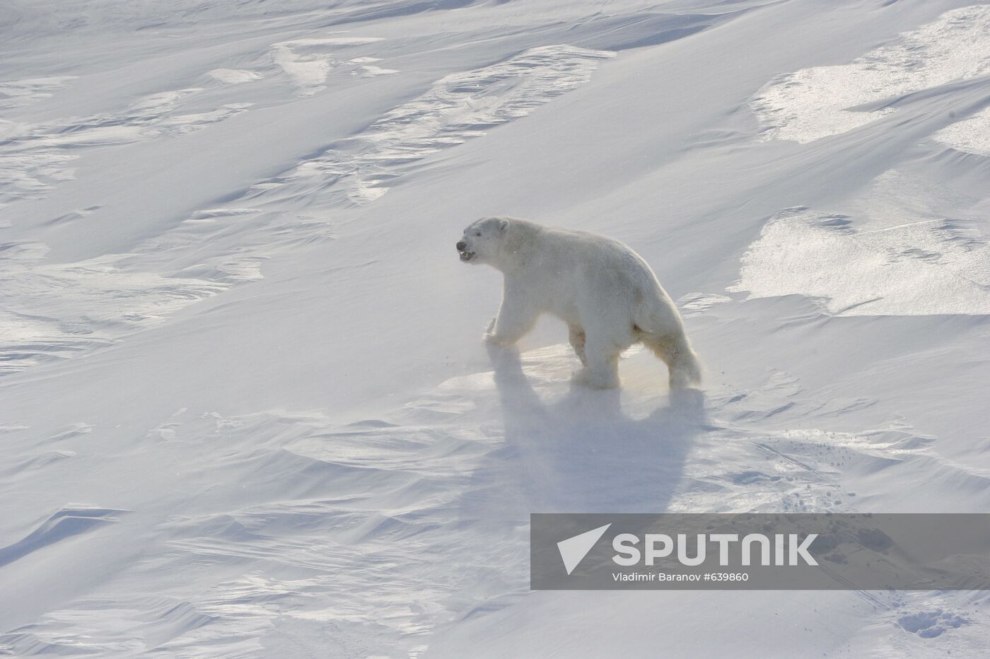 Polar bear at Franz Josef Land archipelago