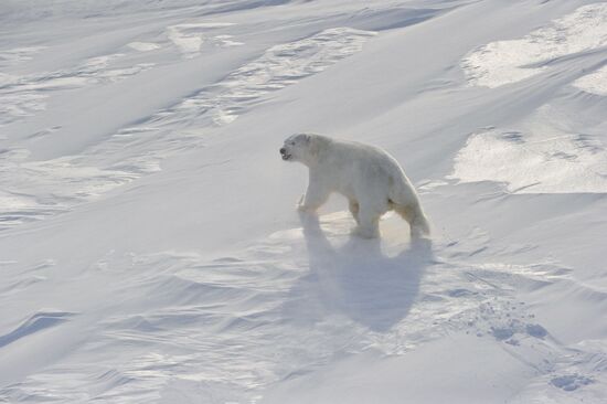 Polar bear at Franz Josef Land archipelago