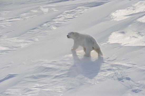 Polar bear at Franz Josef Land archipelago