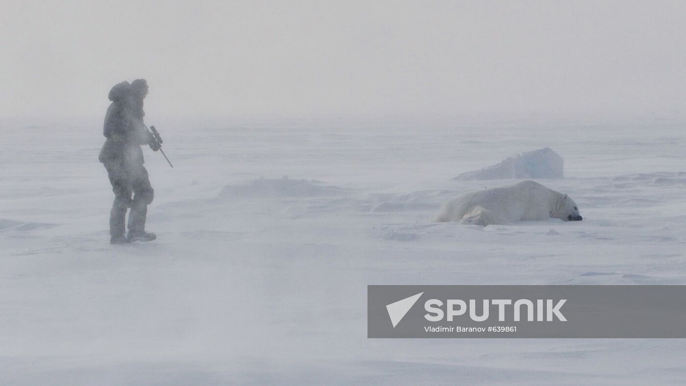 Polar bear at Franz Josef Land archipelago