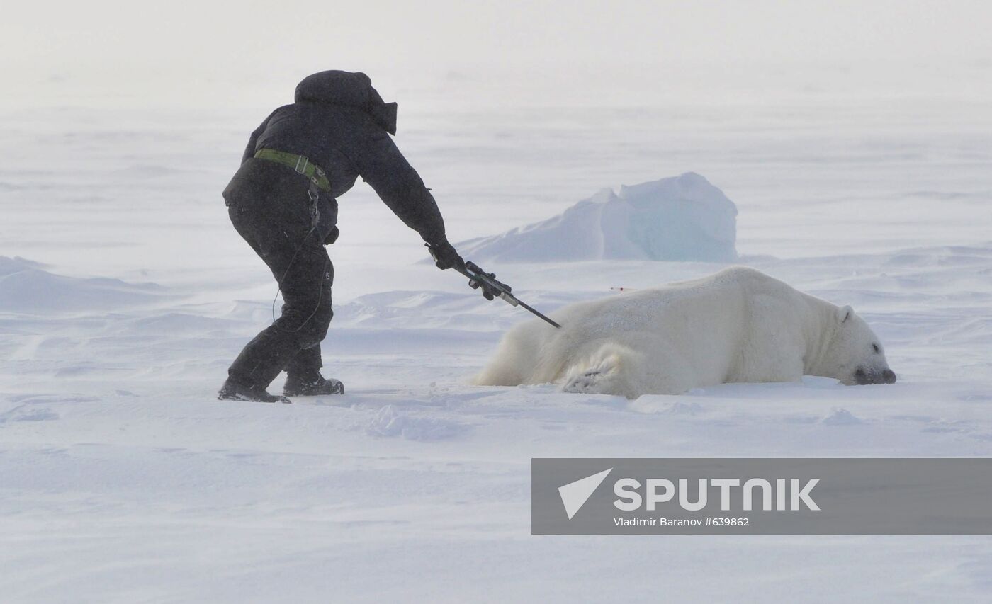 Polar bear at Franz Josef Land archipelago