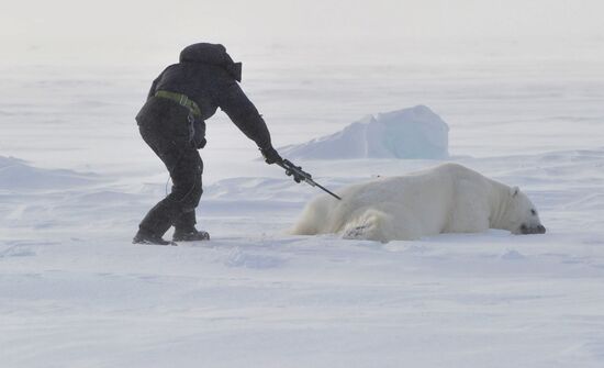 Polar bear at Franz Josef Land archipelago