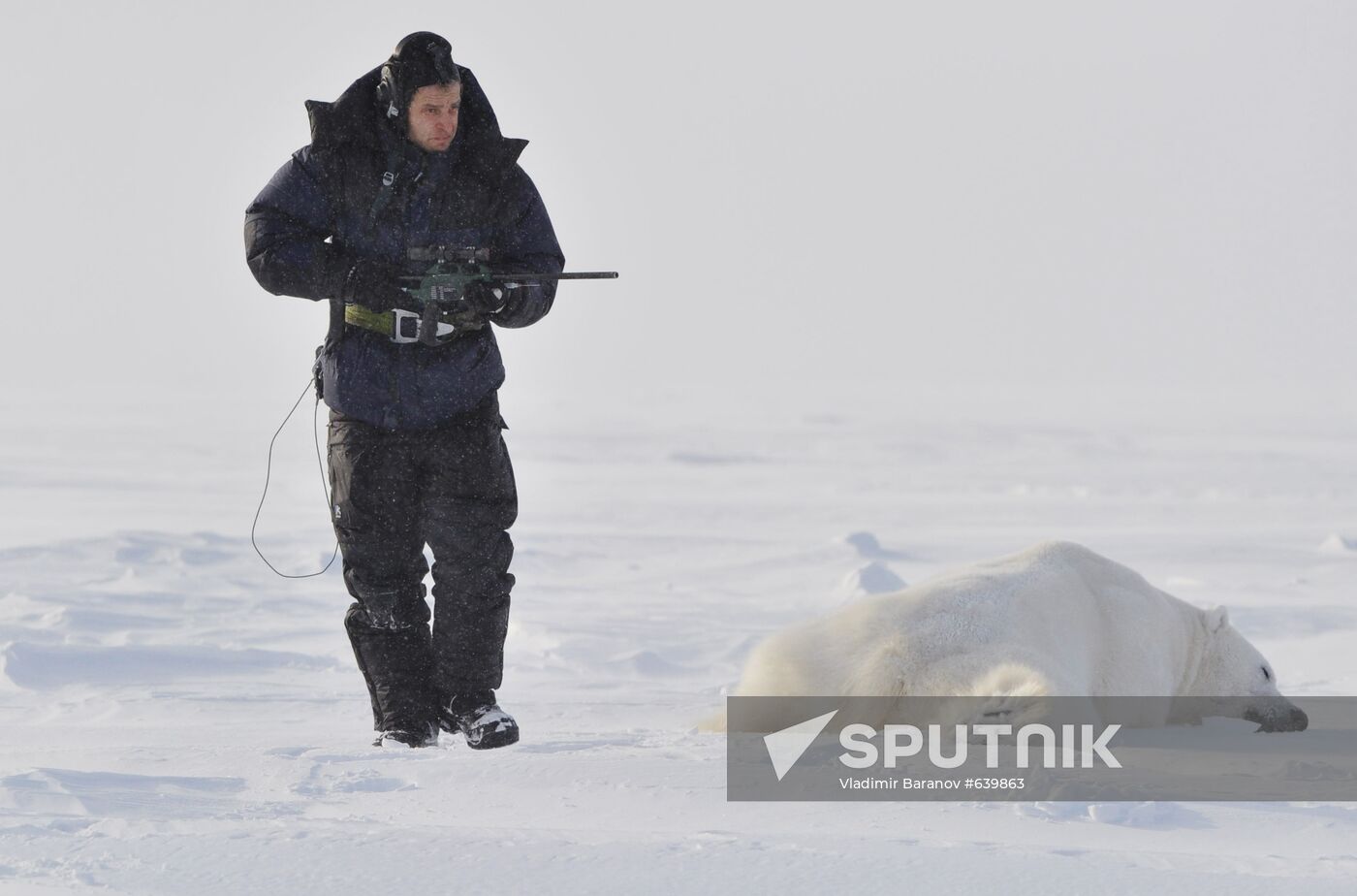 Polar bear at Franz Josef Land archipelago