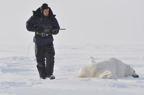 Polar bear at Franz Josef Land archipelago