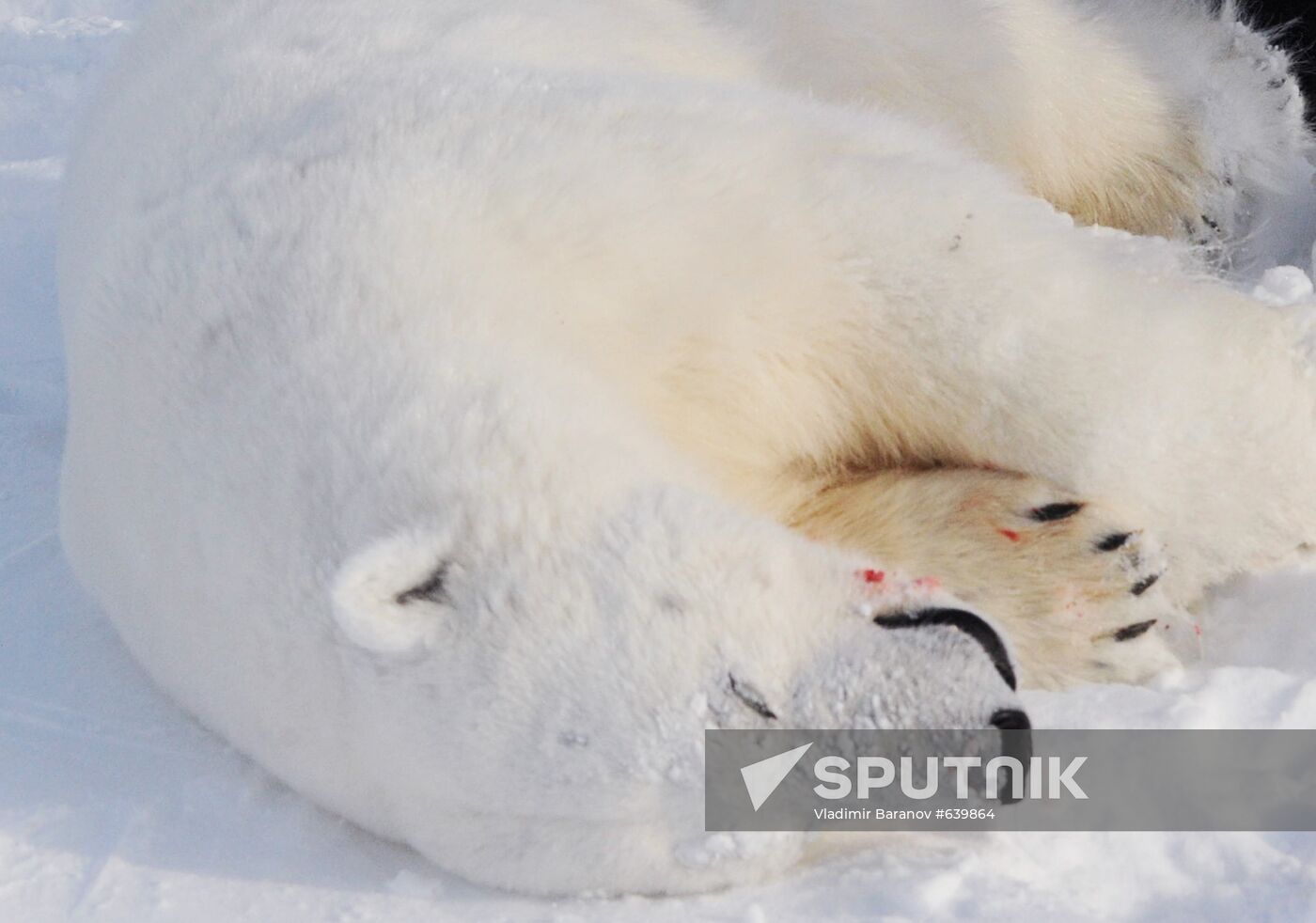 Polar bear at Franz Josef Land archipelago