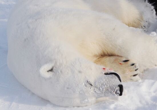 Polar bear at Franz Josef Land archipelago