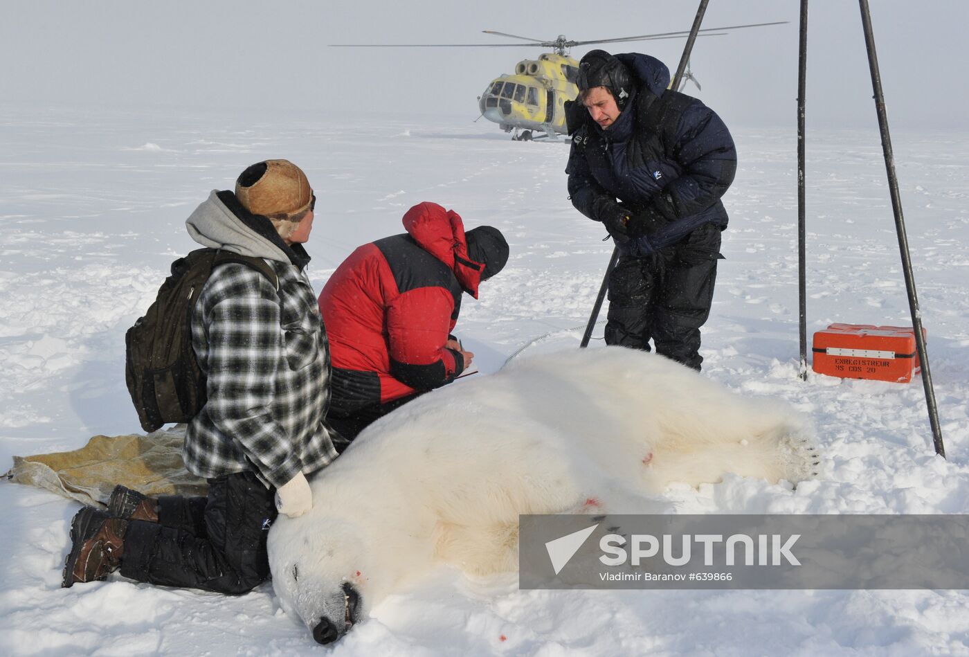 Polar bear at Franz Josef Land archipelago