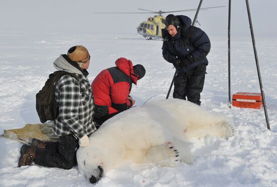 Polar bear at Franz Josef Land archipelago