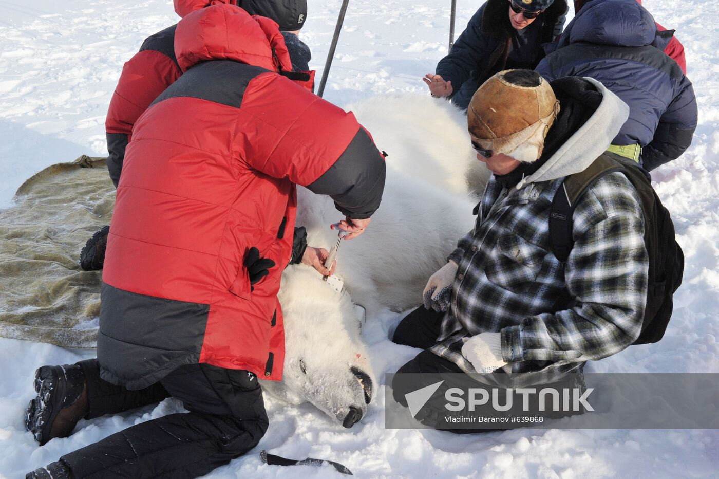Polar bear on Franz Josef Land archipelago